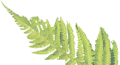 Image of fern motif